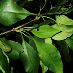 Pisonia macranthocarpa