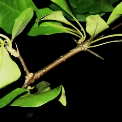 Pisonia macranthocarpa