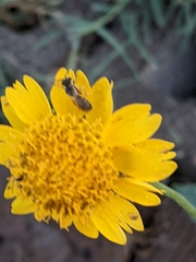 Lasioglossum