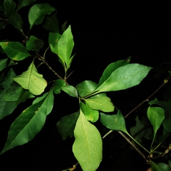 Pisonia macranthocarpa