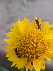 Lasioglossum