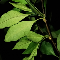Pisonia macranthocarpa