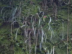 Billbergia distachia
