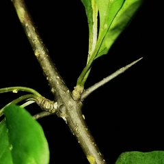 Pisonia macranthocarpa