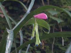Billbergia distachia