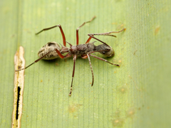 Polyrhachis sexspinosa