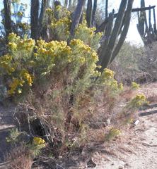 Xylothamia diffusa