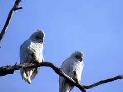Cacatua sanguinea gymnopis