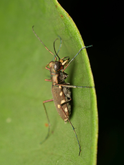 Calomera durvillei