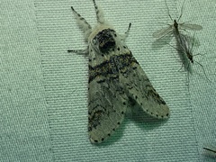 Furcula scolopendrina