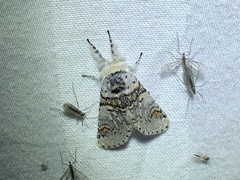 Furcula scolopendrina