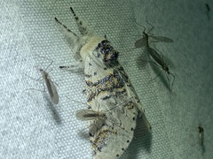 Furcula scolopendrina