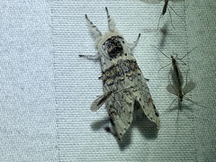 Furcula scolopendrina