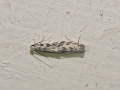 Phereoeca