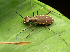 Calomera durvillei