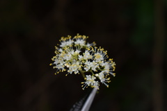 Callicarpa acuminata