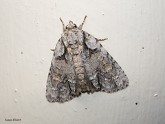 Acronicta ovata