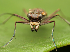 Calomera durvillei