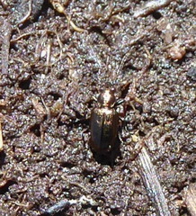 Bembidion bipunctatum
