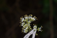 Callicarpa acuminata