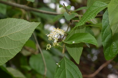 Callicarpa acuminata