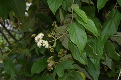 Callicarpa acuminata