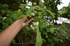 Callicarpa acuminata