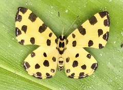 Baeotis macularia