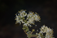 Callicarpa acuminata