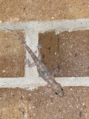 Hemidactylus turcicus