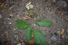 Callicarpa acuminata