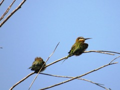 Merops superciliosus