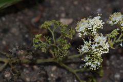 Callicarpa acuminata