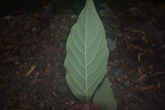 Callicarpa acuminata