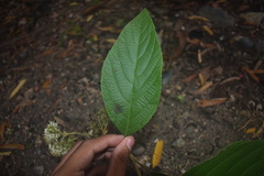Callicarpa acuminata