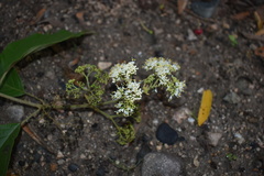 Callicarpa acuminata