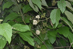 Callicarpa acuminata