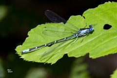 Chromagrion conditum