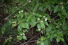 Callicarpa acuminata