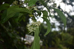 Callicarpa acuminata