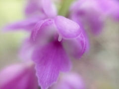 Aerides