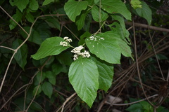 Callicarpa acuminata