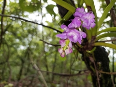 Aerides