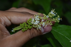 Callicarpa acuminata