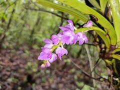 Aerides
