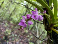Aerides