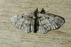 Eupithecia abietaria