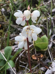 Pyrola grandiflora
