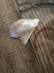 Pteria