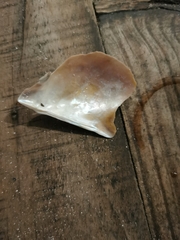 Pteria